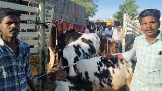 karimangalam market Dharmapuri district 🥰🥰🥰🥰 Hf Cow Jersey cow [upl. by Nettirb]