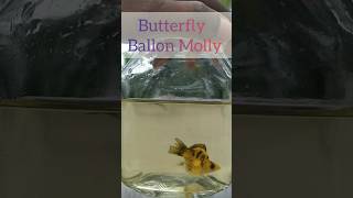 Butterfly ballon molly  రౌండ్ గా బలే ఉంటాయిaquarium fish mollyfish youtube trending shorts [upl. by Pirali214]