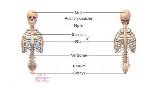 Axial and Appendicular Skeleton [upl. by Dulcie]