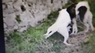 dogo vs wolf fight Dogo Argentino brutal Fight [upl. by Annaiviv]