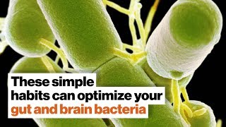 How to optimize your gut and brain bacteria  Dave Asprey  Big Think [upl. by Neehs340]