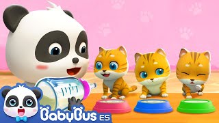 Mi Mascota Está Enferma  Cuida al Bebé Gatito  Videos para Niños  BabyBus en Español [upl. by Leahcimnaj933]