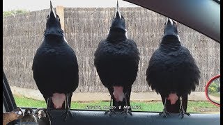 Serenaded by Australian Magpies [upl. by Arbua]