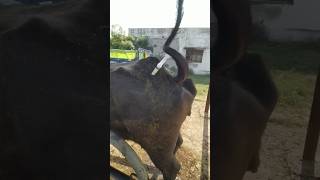 Antipyretic Injection in Buffalo vet animals shorts [upl. by Nitsa]