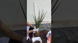 how plant indoor plants using potting mix Order plants to decorate home call 9846050684 [upl. by Boleyn]