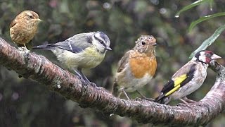 Birds in The Summer Rain  Calming Beautiful Birds with Bird Sounds amp Song [upl. by Lybis]