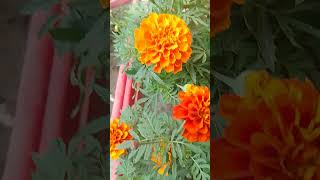 गेंदा merigold🏵️😍 gardening flowers nature beautiful wow [upl. by Aknayirp936]