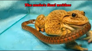 The bullfrog swallows the snakes tail then whole 😱 [upl. by Minier]