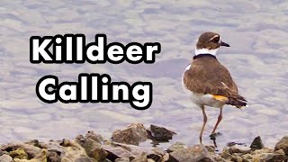 Killdeer Softly Calling Along The Water  Bird Call and Sounds [upl. by Gloriana]