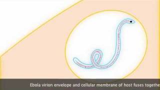 Ebola Replication [upl. by Namielus]