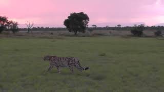 Sunset at Ulusaba [upl. by Franny636]