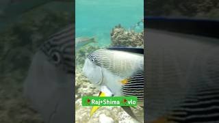 Surgeonfish swimming 🐟tiktokviral shortsRajShima shortvideo [upl. by Venterea]