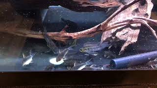 Ancistrus Corydoras and Apistogramma Feeding Time [upl. by Roberson745]