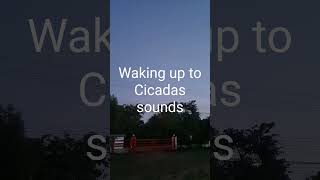 waking up to cicadas sound [upl. by Hazmah]