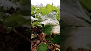 kheti farming musturd sarsonkikheti kisan shortvideo ytshorts shorts [upl. by Harilda]