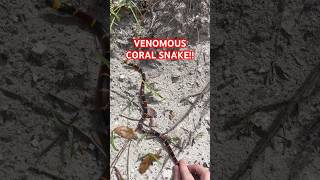 VENOMOUS CORAL SNAKE coralsnake herping herpetology snakes venomous elapidae floridasnakes [upl. by Anirtruc679]