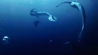 Are mermaids real🤔🤔🤔🤔 mermaids body found scene hunting with dolphins 🔥🔥🔥🔥🔥🔥🔥🔥🔥🔥🔥🔥🔥 [upl. by Marleen]