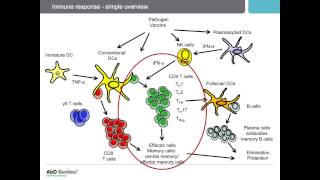 Porcine CD4positive T Lymphocytes and Their AntigenSpecific Immune Response [upl. by Annodal]