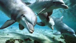 Relax Music  Nature and Dolphins  Natura e Delfini [upl. by Apur55]