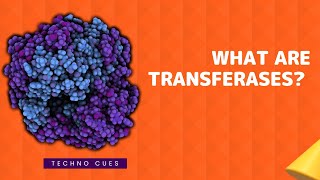 What are Transferases [upl. by Lekram]