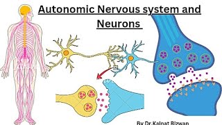 Autonomic Nervous system  structure of neuron🧠 [upl. by Lipsey720]