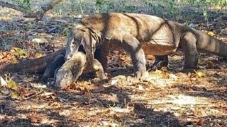 😱The big Komodo dragon ferociously preys on young Komodo dragons [upl. by Yenal606]