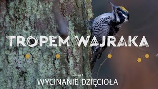 Tropem Wajraka  Wycinanie dzięcioła  Cutting down the woodpecker [upl. by Felty]