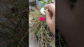 How to do cross pollination in portulaca flower gardening portulaca plants crosspollination [upl. by Nehepts868]