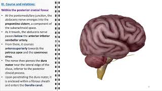 Abducens nerve [upl. by Rosenwald]