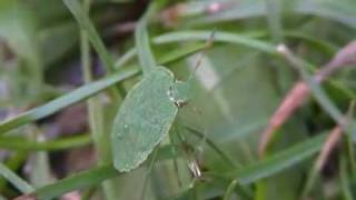 Green Shield Bug  Palomena prasina   Gruene Stinkwanze [upl. by Galven]