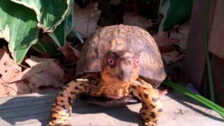 Sparky box turtle careoutside enclosure with high rise house [upl. by Hsekar287]