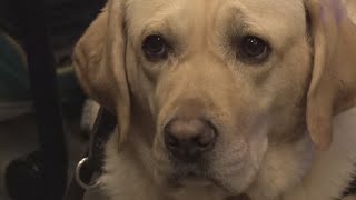 Therapy dogs being trained to comfort those testifying in court [upl. by Aehc]