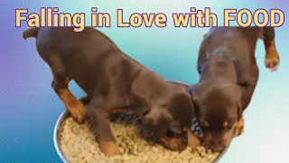 Doberman Puppies eat puppy food for first time [upl. by Ynolem]