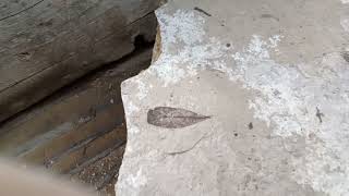 Fossil Hunting for Eocene Plants in Florissant Quarry Colorado [upl. by Deane]