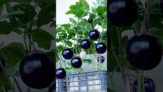 Specialty eggplants king eggplants giant eggplants are super delicious and easy to grow shorts [upl. by Nyllek555]