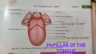 PAPILLAE OF THE TONGUEBDCHAURASIAHEADNECK AND BRAIN ANATOMY [upl. by Jill]