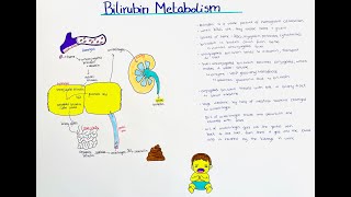 Bilirubin Metabolism  breakdown and excretion [upl. by Ahsatsan]