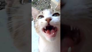 Cat meowing very loudly catmeow meowcats catsound meowingcats meow meowing meows meowsounds [upl. by Maupin340]