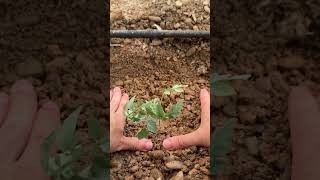 Cómo plantar tomate ASMR agricultura agronomos agro [upl. by Ahseit801]