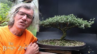 Preparing My Serissa for the Bonsai Shows Part 1 The Bonsai Zone Aug 2024 [upl. by Nihahs]