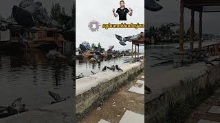 To watch Pigeons Flying so Relaxing 😌pigeons kabutar dallake kashmir tranding shortsfeed [upl. by Skricki]