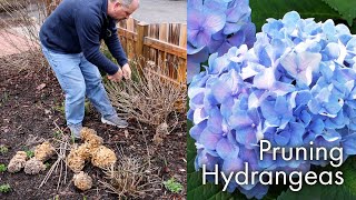 How to Prune Hydrangeas [upl. by Yuh]