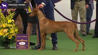 Pharaoh Hounds  Breed Judging 2020 [upl. by Akfir956]