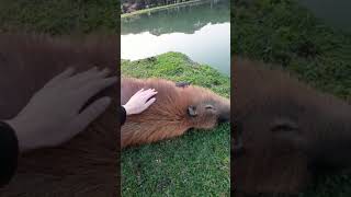 Capivara mansa 🤠💚🦛 mateirosaprumados shorts short capivara animals animal viral paraná [upl. by Ayokal293]