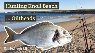 HUNTING KNOLL BEACH GILTHEADS [upl. by Anoel]