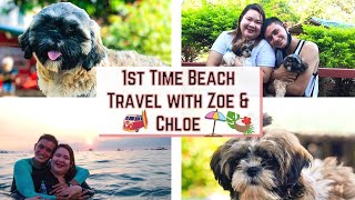 PWEDE BA MAGSWIMMING ANG SHIHTZU SA DAGAT OR POOL🏖️🐶  TRAVEL VLOG WITH STOHNER SQUAD25 [upl. by Alrahs906]