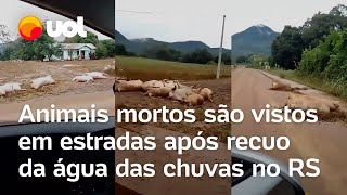 Rio Grande do Sul Porcos são encontrados mortos nas estradas após o recuo das águas das enchentes [upl. by Oriana918]