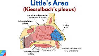 What is Littles Area and What is its Clinical Importance Kiesselbach’s Plexus  ENT Lecture Video [upl. by Zerep664]