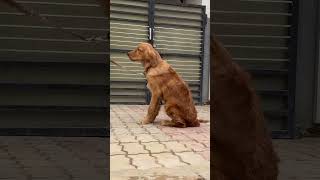 Golden retriever training training dogtrainer dogtraining doglover reels virelvideo trending [upl. by Sonny]