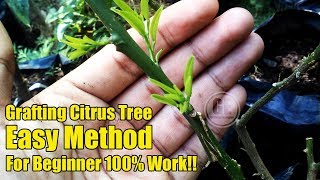 Easy Grafting Citrus Tree For Beginner 100 Work [upl. by Akirahc913]